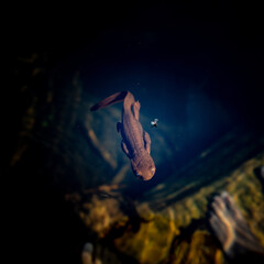 A newt swimming with fly on water