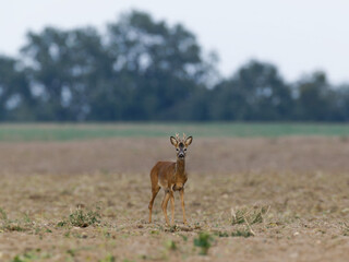 Roe deer standing on filed
