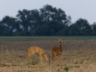 Roe deer standing on filed
