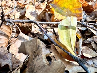 Autumn forest in England with yellow leaves