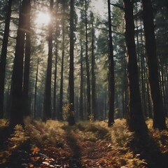 autumn forest in the morning