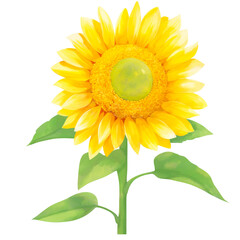 Obraz premium Tall Sunflower with Stem and Leaves in Watercolor Style