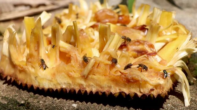 Indian honey bees (Apis cerana indica) feeding on a jackfruit rind