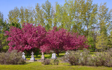 Naklejka premium Old cemetery in Spring in Saskatchewan, Canada