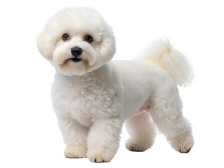 Bichon Frise Dog. White bolognese dog , isolated on white background