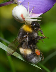 tiny flower crab spider Misumena vatia strangling bumblebee