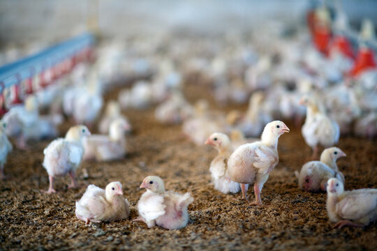 Growing Chickens in a Poultry Farm in Villamanrique De La Condesa, Spain