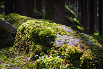 Hiking near the Riva waterfalls - Italy