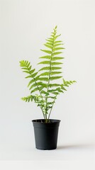 This image showcases a green leafy fern plant in a black pot set against a white background, symbolizing simplicity, nature, and growth, perfect for home décor.