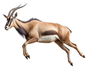 Fototapeta premium PNG Antelope wildlife animal mammal.