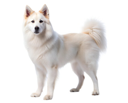 White Yakutian Laika isolated on white background