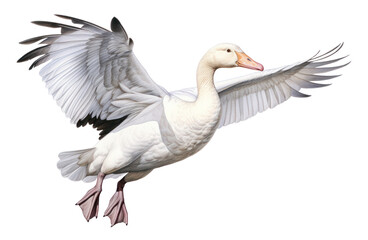Obraz premium PNG Snow goose animal white bird.