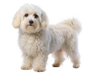 Fluffy Bichon Frise Dog. White bolognese dog , isolated on white background