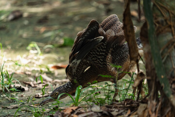 Malayan Night Heron, This Stunning Bird Showcases a Beautiful Blend of Black, White, and Brown Feathers Against a Green Grass Background, Highlighting the Rich Ecology and Wildlife of Asia