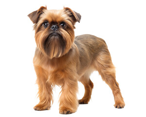 Belgian Griffon, Brussels Griffon dog Isolated on white background in studio