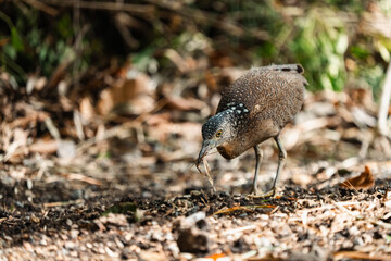 Malayan Night Heron, This Stunning Bird Showcases a Beautiful Blend of Black, White, and Brown Feathers Against a Green Grass Background, Highlighting the Rich Ecology and Wildlife of Asia