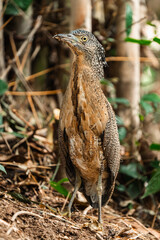 Malayan Night Heron, This Stunning Bird Showcases a Beautiful Blend of Black, White, and Brown Feathers Against a Green Grass Background, Highlighting the Rich Ecology and Wildlife of Asia