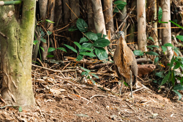 Malayan Night Heron, This Stunning Bird Showcases a Beautiful Blend of Black, White, and Brown Feathers Against a Green Grass Background, Highlighting the Rich Ecology and Wildlife of Asia