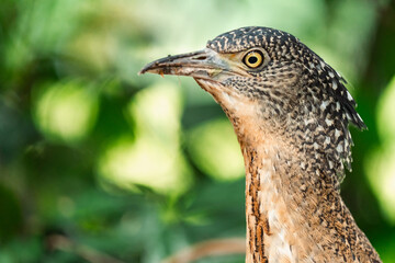 Malayan Night Heron, This Stunning Bird Showcases a Beautiful Blend of Black, White, and Brown Feathers Against a Green Grass Background, Highlighting the Rich Ecology and Wildlife of Asia