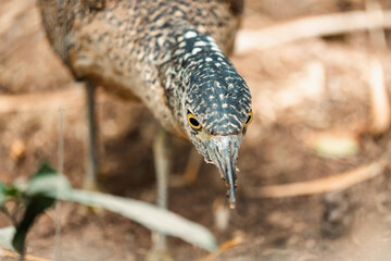 Malayan Night Heron, This Stunning Bird Showcases a Beautiful Blend of Black, White, and Brown...