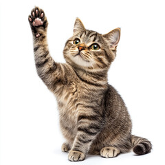 a cat is sitting isolated on a white background.