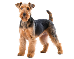 Welsh Terrier Full body isolated on white background