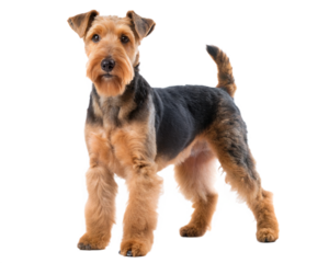 Welsh Terrier Full body isolated on white background