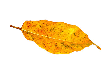Naklejka premium Autumn leaf isolated on a white background. Close-up.