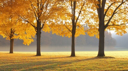 Four majestic trees with golden leaves line a tranquil park at dawn, illuminated by the soft morning light, creating a peaceful autumn atmosphere