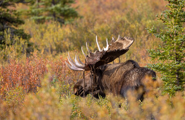 Alaska Yukon Bull Moose in Denali National Park Alaska in Autumn
