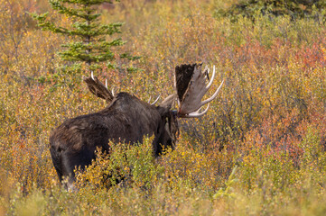 Alaska Yukon Bull Moose in Denali National Park Alaska in Autumn