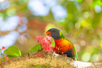 Regenbogenlori beim verspeisen von Blüten eines Sub-tropischen Regenwald Baumes Syzygium moorei oder Coolamon Baum in Mullumbimby.