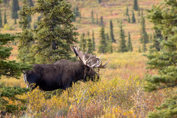 Alaska Yukon Bull Moose in Denali National Park Alaska in Autumn