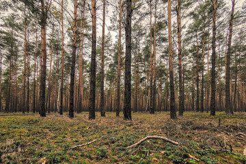 Forest Landscape with Straight Pine Trees and Green Mossy Ground. Pine trees forest in Poland. woodland scenery. evenly spaced pine trees