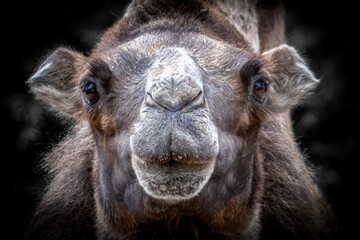 close-up portrait of a camel on a dark sandy background