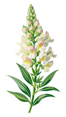 Snapdragon Flowers Illustration in Full Bloom - Colorful White, Red, and Yellow Floral Display with Lush Greenery