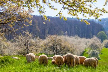 Obraz premium Schafe_im_Frühjahr_1235
