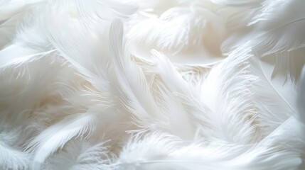 Obraz premium ethereal closeup of soft white feathers symbolizing peace and spirituality delicate textures and heavenly light create a serene angelic atmosphere perfect for contemplative themes