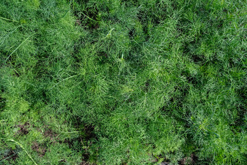 Young dill plants. Top view.