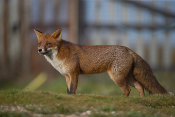 Red fox (Vulpes vulpes) is the largest of the true foxes and one of the most widely distributed members of the order Carnivora