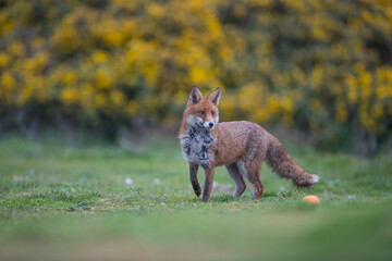 Obraz premium Red fox (Vulpes vulpes) is the largest of the true foxes and one of the most widely distributed members of the order Carnivora