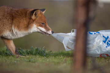 Red fox (Vulpes vulpes) is the largest of the true foxes and one of the most widely distributed members of the order Carnivora