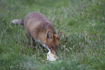 Red fox (Vulpes vulpes) is the largest of the true foxes and one of the most widely distributed members of the order Carnivora