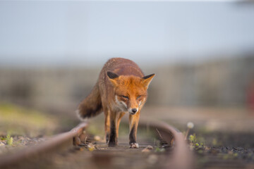 Red fox (Vulpes vulpes) is the largest of the true foxes and one of the most widely distributed...