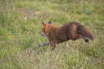 Red fox (Vulpes vulpes) is the largest of the true foxes and one of the most widely distributed...