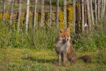 Red fox (Vulpes vulpes) is the largest of the true foxes and one of the most widely distributed members of the order Carnivora