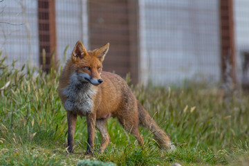 Red fox (Vulpes vulpes) is the largest of the true foxes and one of the most widely distributed...