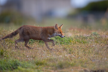Red fox (Vulpes vulpes) is the largest of the true foxes and one of the most widely distributed members of the order Carnivora