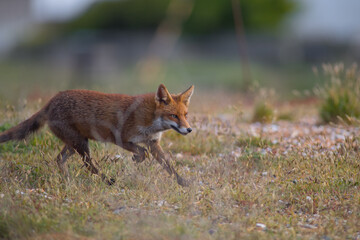 Fototapeta premium Red fox (Vulpes vulpes) is the largest of the true foxes and one of the most widely distributed members of the order Carnivora
