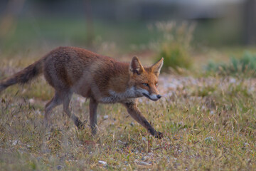 Red fox (Vulpes vulpes) is the largest of the true foxes and one of the most widely distributed...